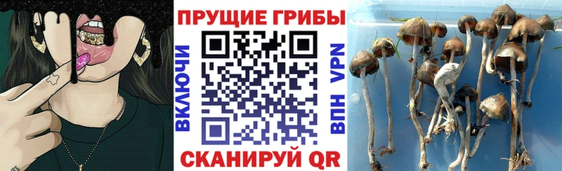 mega как войти  Щигры  Псилоцибиновые грибы Magic Shrooms 